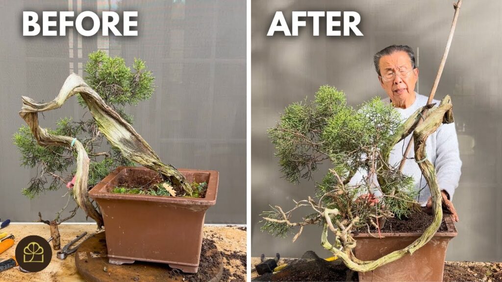 Auction Juniper Bonsai Redesign: 400-Year-Old California Juniper