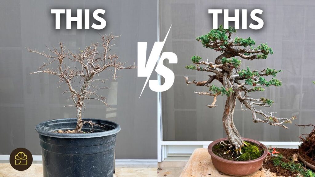 How to Develop Your Own Bonsai Style (Q&A)