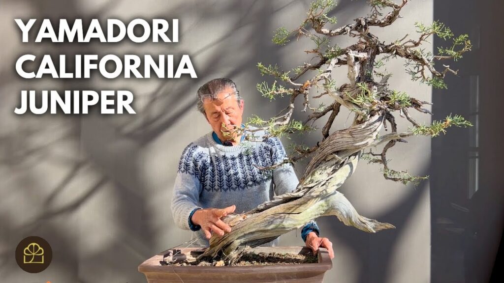 Yamadori California Juniper: Styling a 700-Year-Old Tree