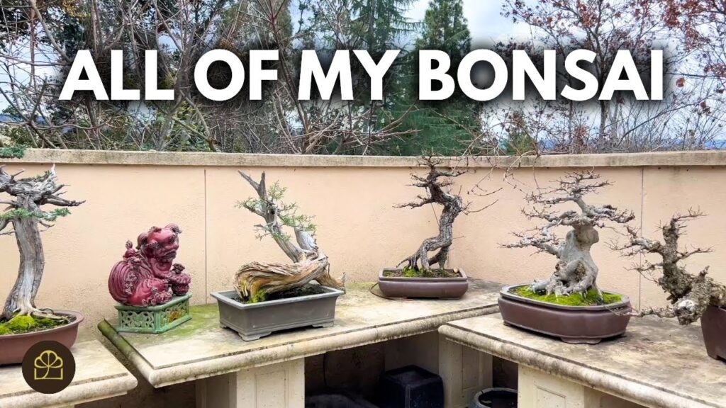 How Many Bonsai Trees Does Milton Have? Ages and Collection (Q&A)