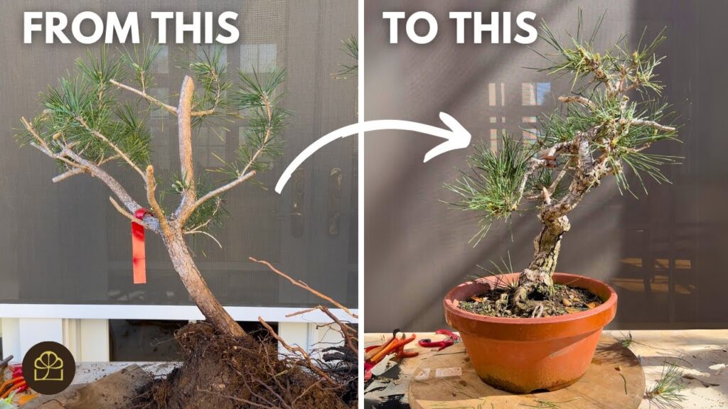 Pine Bonsai Starter Material: Turn Ugly Pines into Bonsai