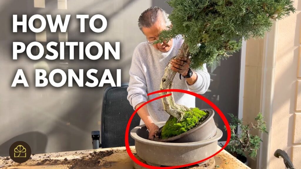 Prostrata Juniper Bonsai Transformation from Auction