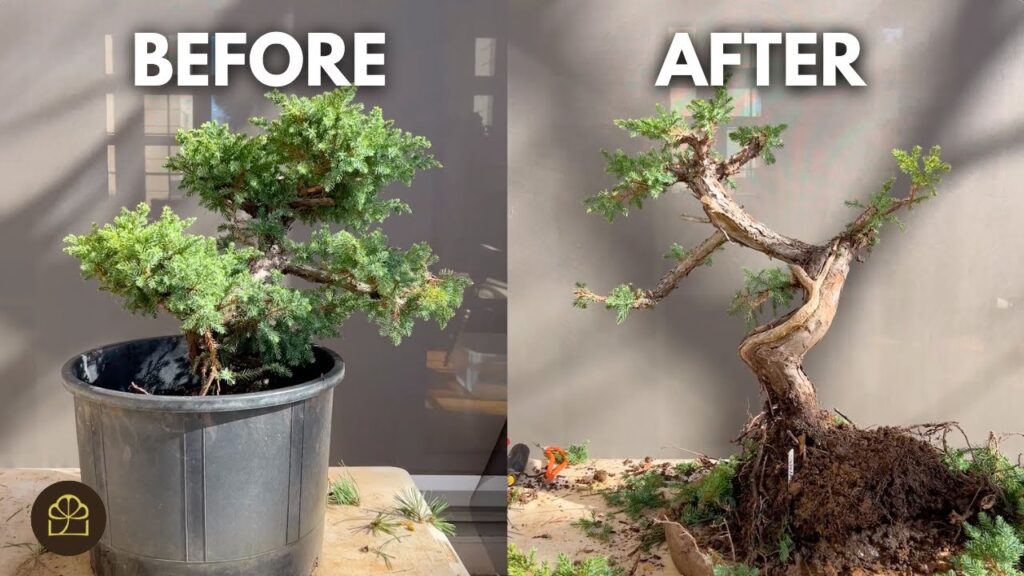 Juniper Bonsai from the Ground: Step-by-Step Transformation
