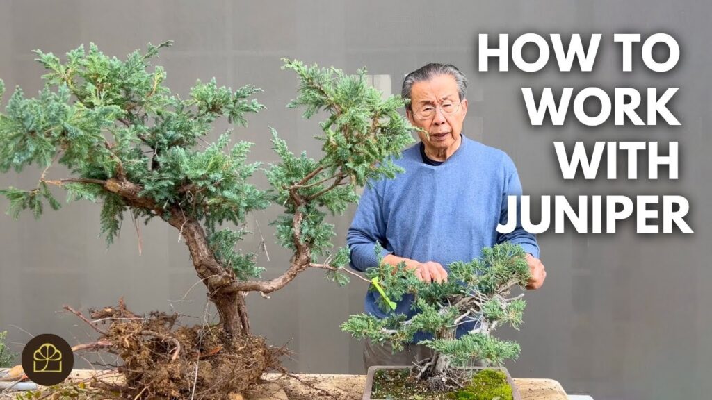 Working on Big and Small Juniper Bonsai (Techniques + Care)