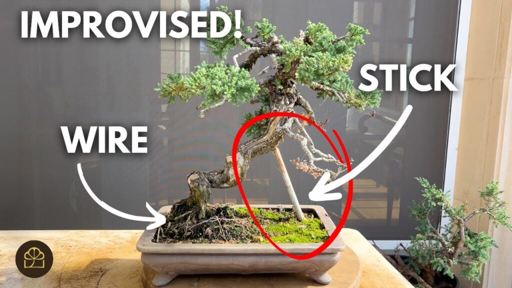 Procumbens Nana Bonsai Improvement: Shallow Pot Styling