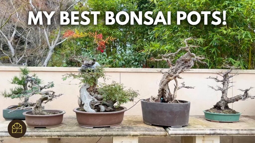 Where to Find Good Bonsai Pots (Q&A)