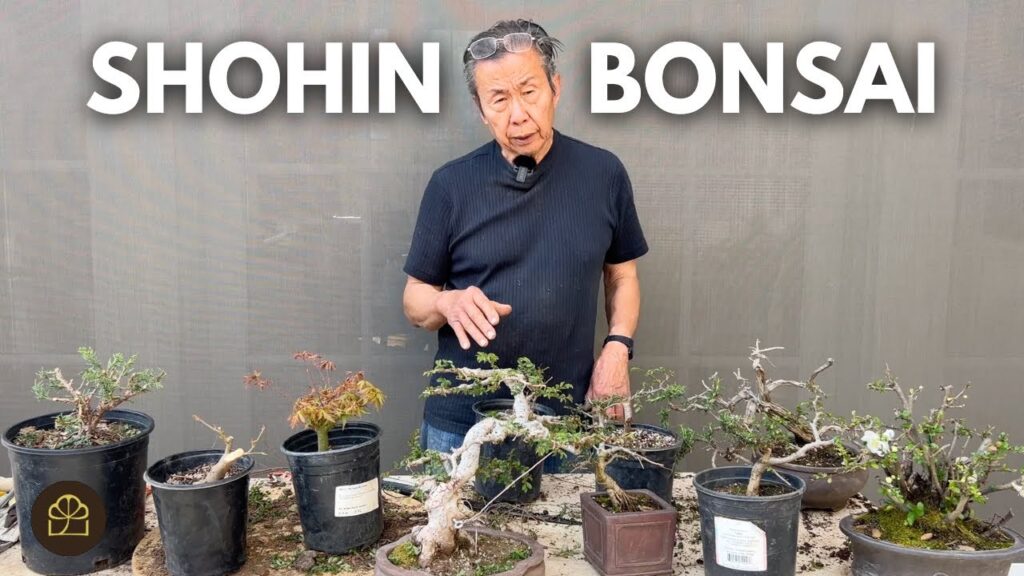 Shohin Bonsai Guide: Grow and Prune Small Bonsai