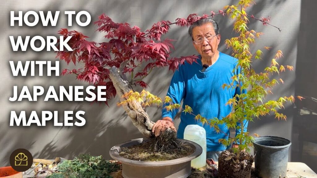 Japanese Maple Bonsai: Working with Big vs Small Leaves