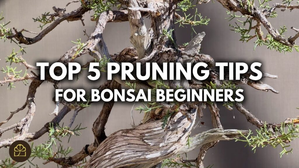 Bonsai Pruning Tips: Top 5 for Beginners (Q&A)