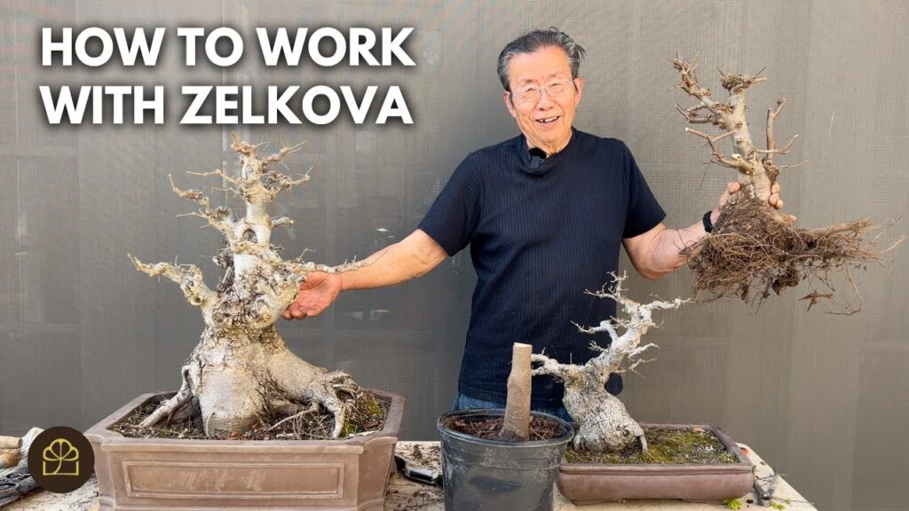Zelkova Bonsai: 4 Trees, 4 Sizes, 4 Ways (Step-by-Step)
