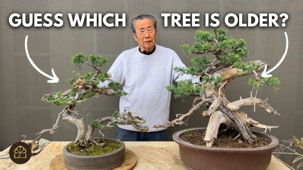 How to Tell Which Juniper Bonsai Is Older (Age Clues Explained)