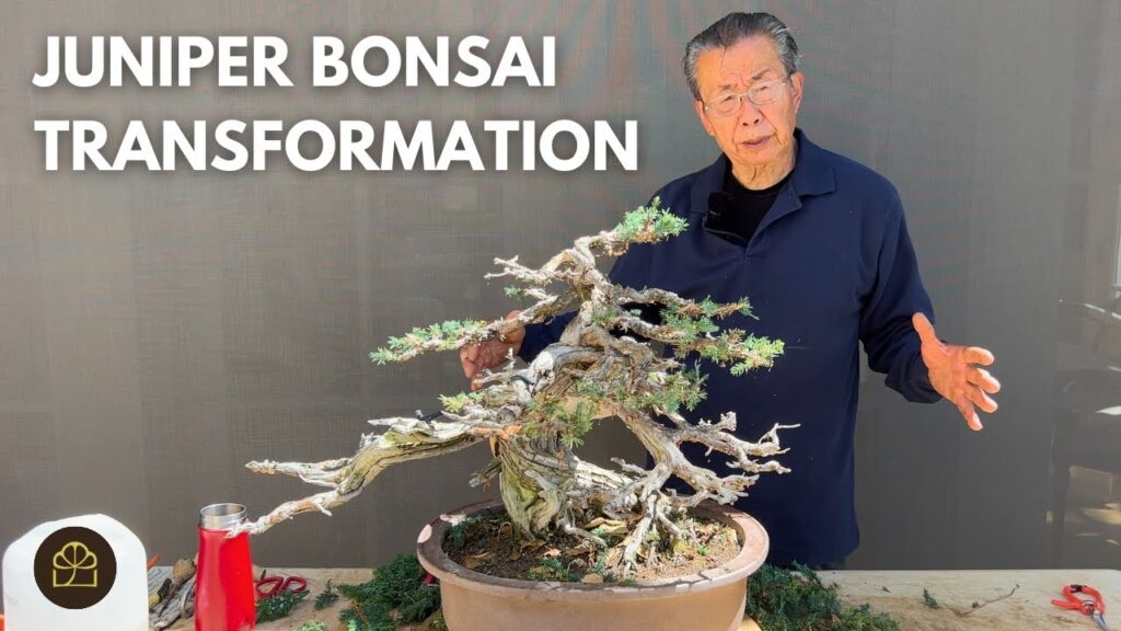 Repotting and Reviving a Juniper Bonsai Not Repotted in 10 Years
