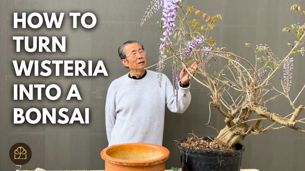 Wisteria Bonsai: How to Turn Wisteria into Bonsai