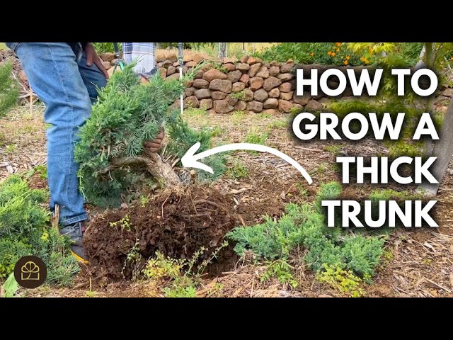 Grow a Thick Bonsai from a Seedling (Q&A)