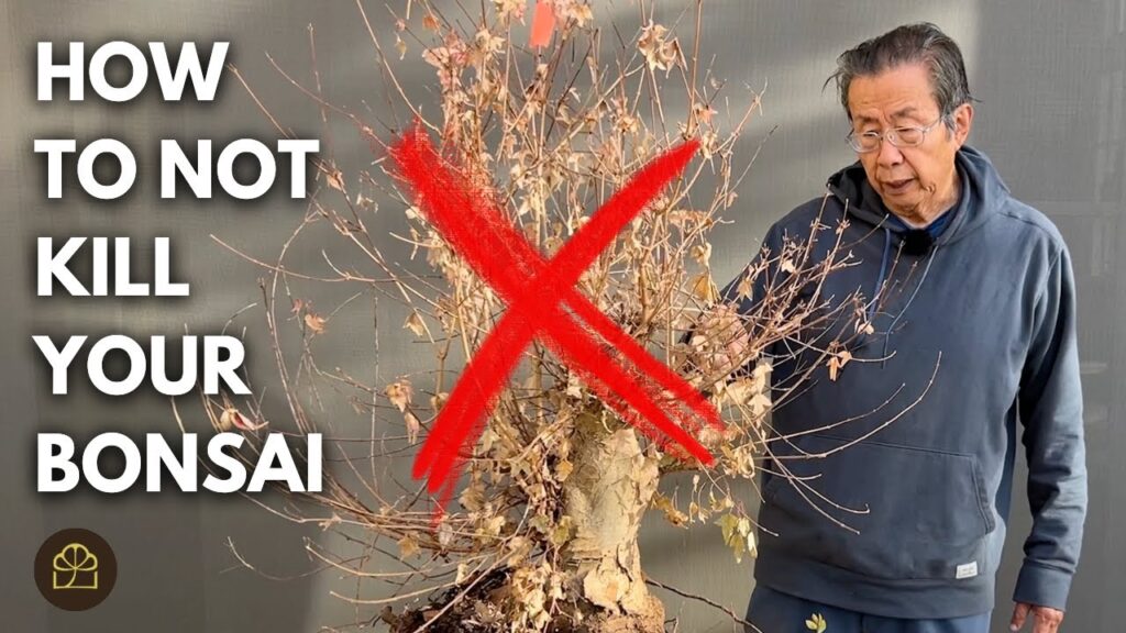 How Not to Kill Your Bonsai (Beginner Q&A)