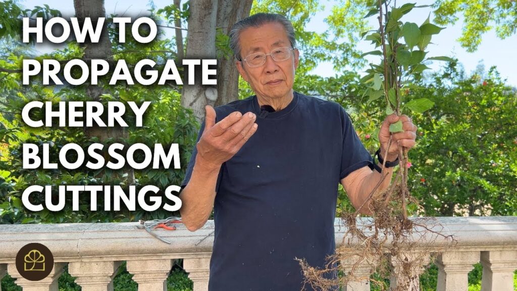 Cherry Blossom Bonsai Propagation: Root Cutting to Flowering Bonsai