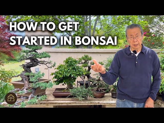 Starting Bonsai: What You Need to Begin (Q&A)