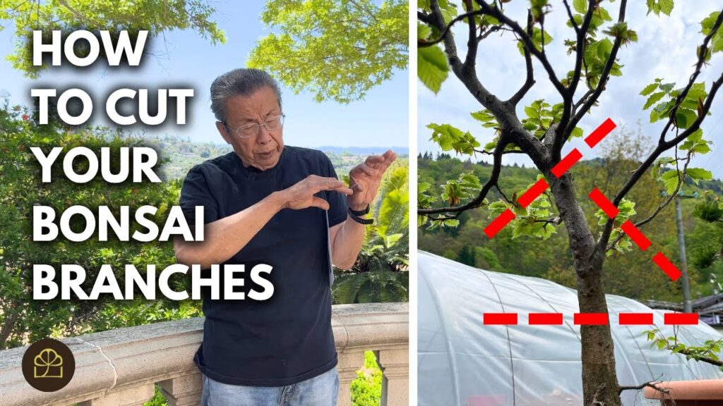 Cut Back Branches to Create Bonsai: How to Chop and Regrow (Q&A)