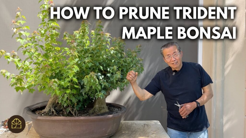 Trident Maple Bonsai Refinement: Bruce Lee vs Sumo Styling