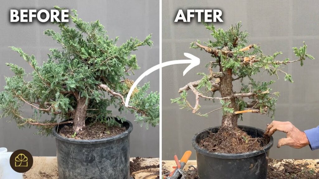 Juniper Bonsai Forest Build (Part 3)