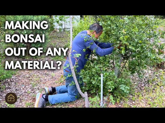 What Plants Can Become Bonsai? Best Species for Beginners (Q&A)