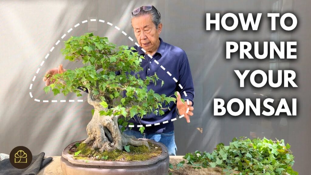 Bonsai Pruning for Photoshoots: How to Prep a Bonsai for Camera