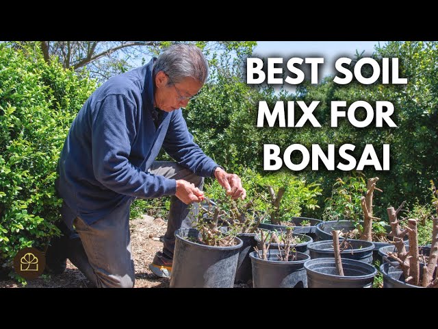 Bonsai Soil Mix, Watering, and Fertilizing: Unified Beginner System