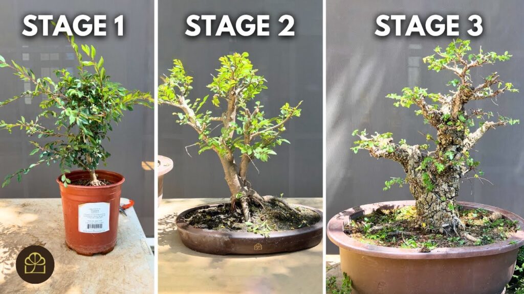 Elm Bonsai Growth Stages: From Sapling to Mature Tree