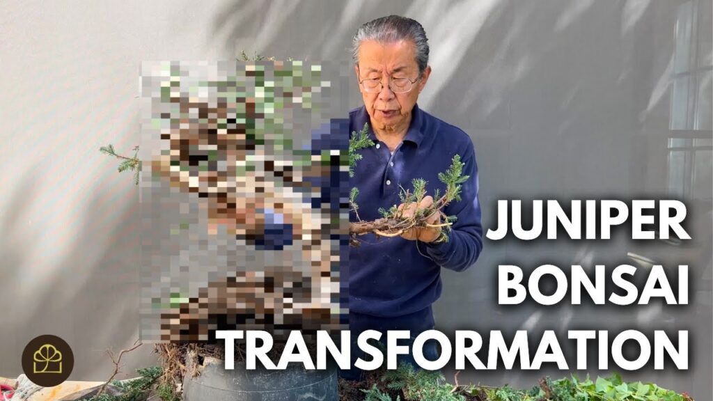 Rotten Juniper Bonsai Rescue: Can You Save a Dead Juniper?