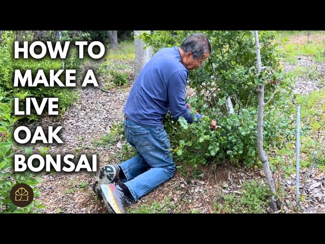 Oak Bonsai Update: Cutting Down an Oak and Training It into Bonsai