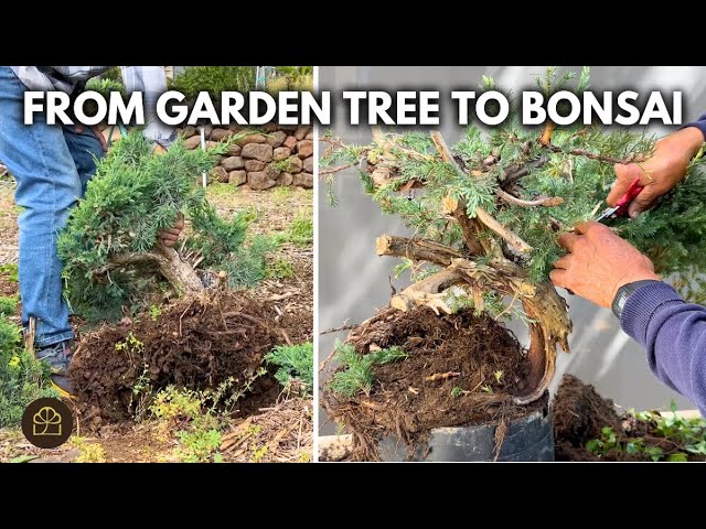 How to Dig Up a Tree for Bonsai (Q&A)