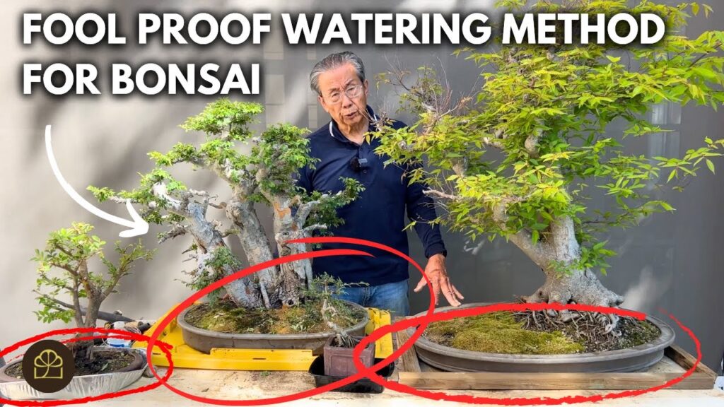 How to Make Sure Your Bonsai Never Dries Out (Watering System)