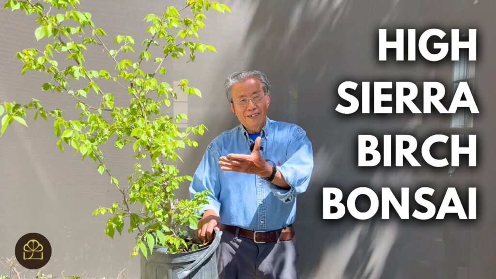 Big Trunk Bonsai: High Sierra Bonsai Styling Techniques