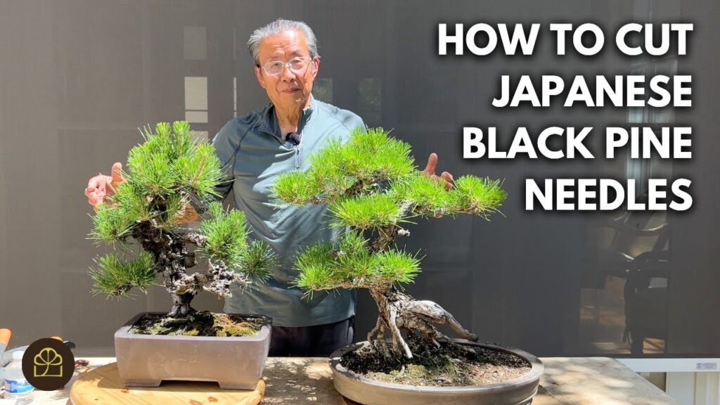 Japanese Black Pine Needle Cutting: How to Do It Right