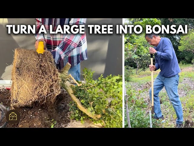 Turn a Large Tree into Bonsai: Digging, Cutting, and Training (Q&A)