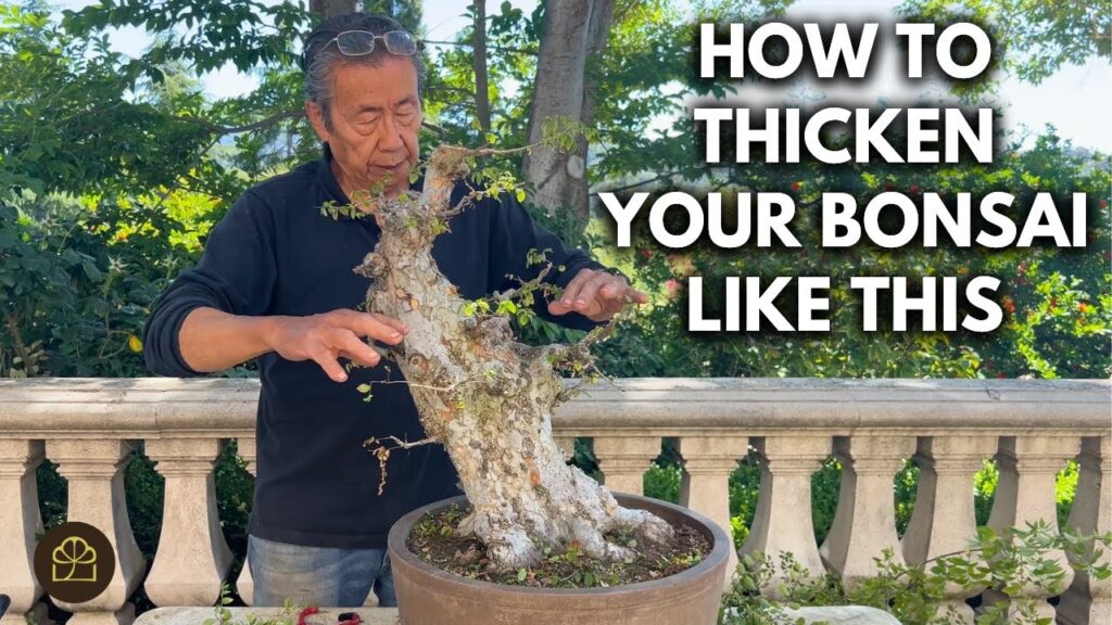 Chinese Elm Bonsai Transformation: Old Stump to Respectable Bonsai