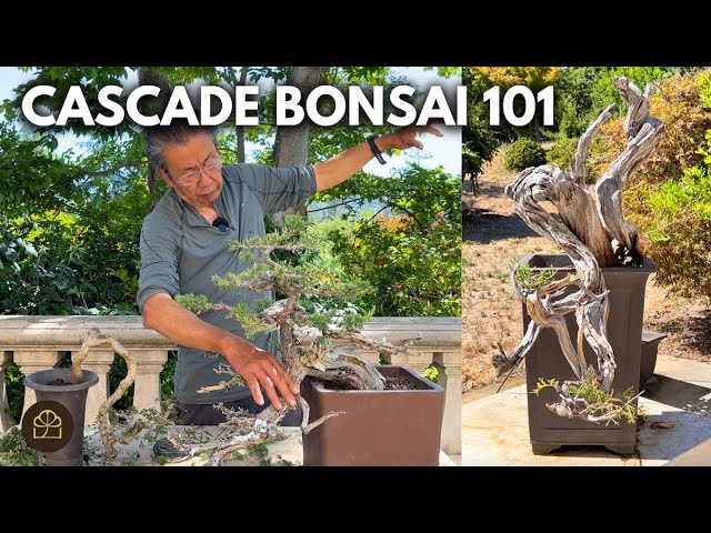 Cascade Bonsai Guide: Make Small and Big Cascades
