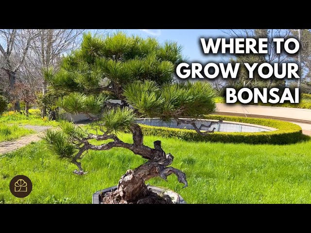 Bonsai Sun vs Shade: Where to Grow Your Bonsai (Q&A)