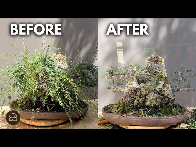 Bonsai Maintenance: How to Keep Your Bonsai in Shape