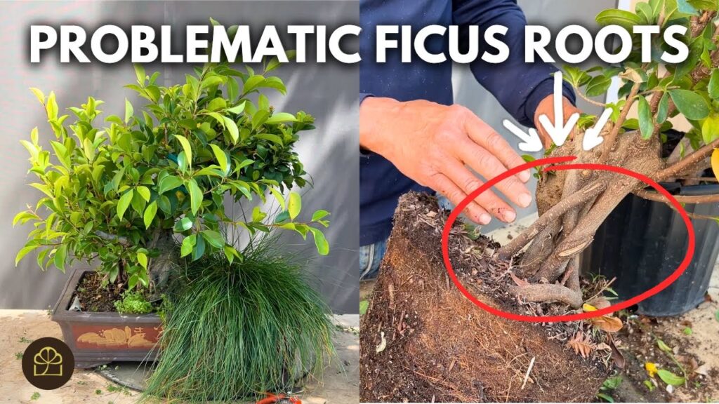 Ficus Bonsai: Step-by-Step Transformation and Care