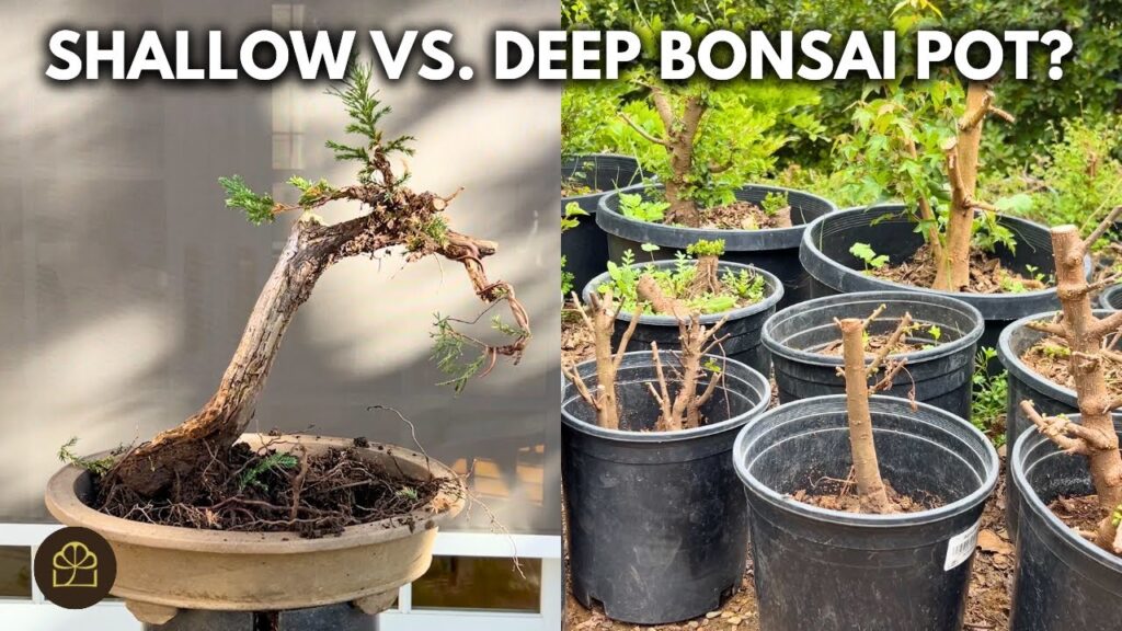 How to Grow a Bonsai Tree Fast (Q&A)