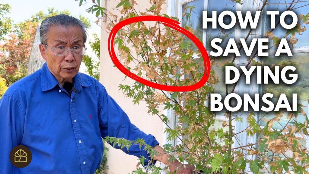 Summer Bonsai Care: Keep Bonsai Alive in Extreme Heat