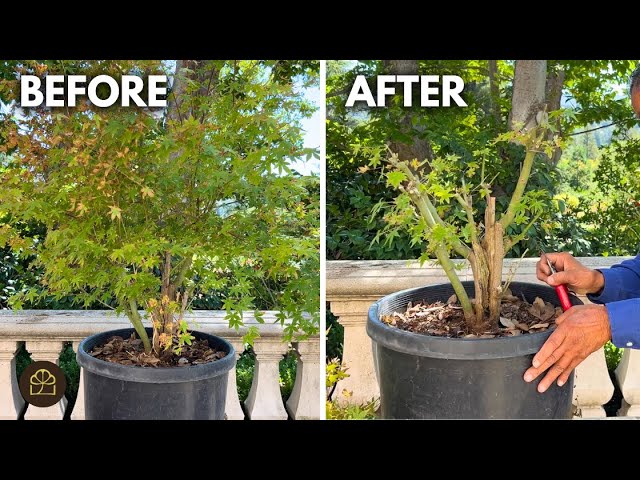 Dwarf Japanese Maple Bonsai: Clump Style Styling Tutorial