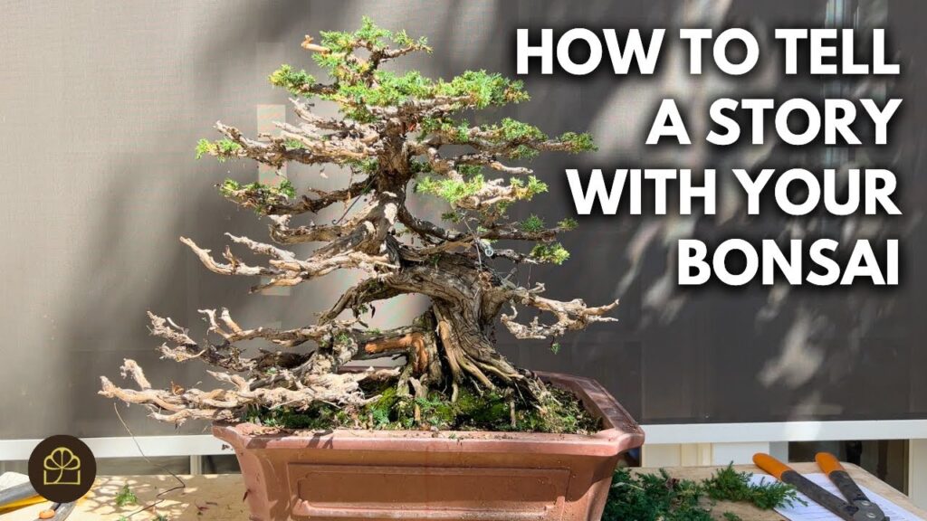 Prostrata Juniper Bonsai Refinement: 75-Year-Old Tree