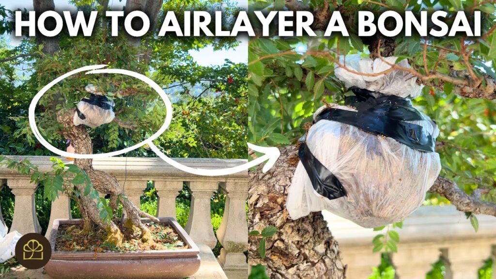 Air Layering Bonsai: Turn One Bonsai into Two