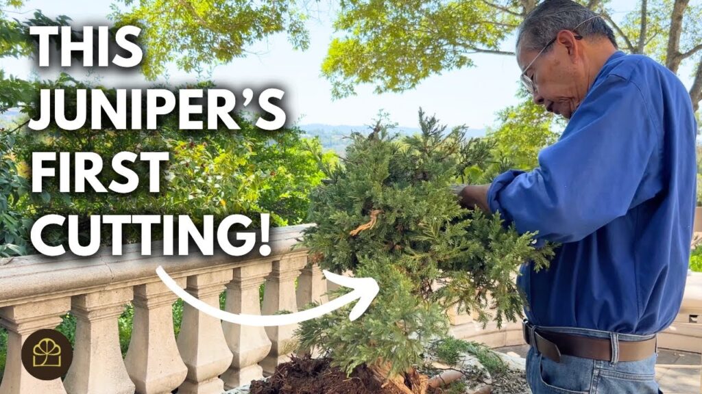 Yamadori Juniper Bonsai: Cut and Style Branch-by-Branch (15 Minutes)