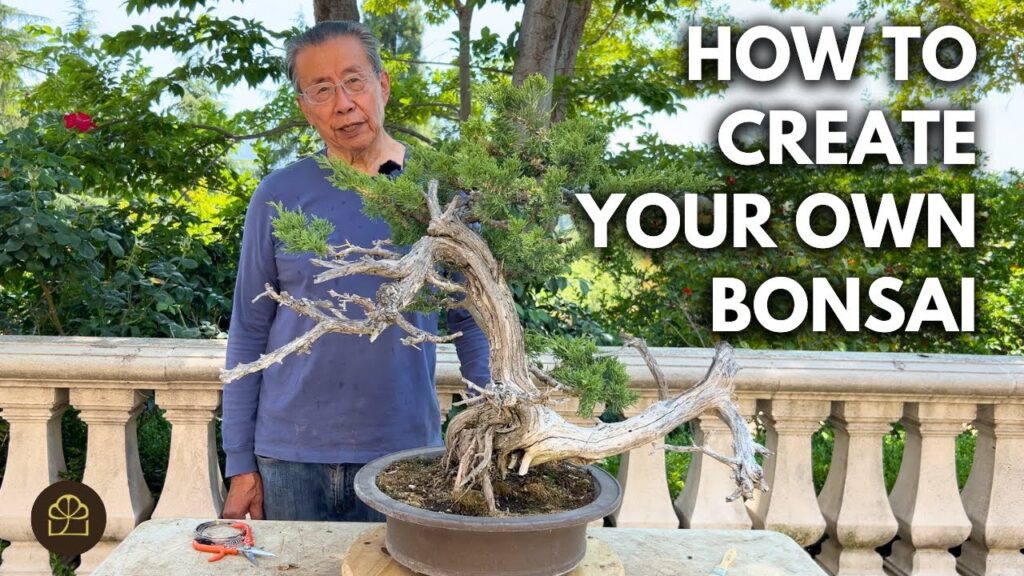 Garden Juniper Bonsai Transformation: From Yard Tree to Bonsai