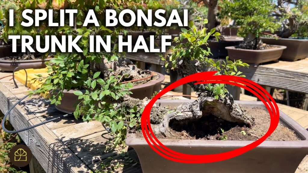 Bonsai Design: How to Make a Bonsai with Half a Trunk