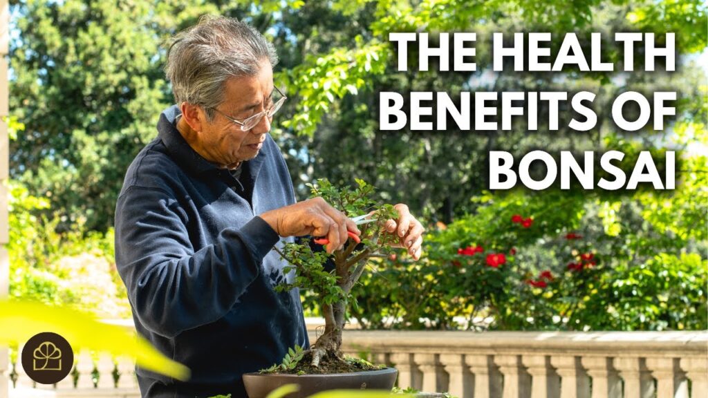 Bonsai Stress Relief: Why Bonsai Helps When You’re Stressed