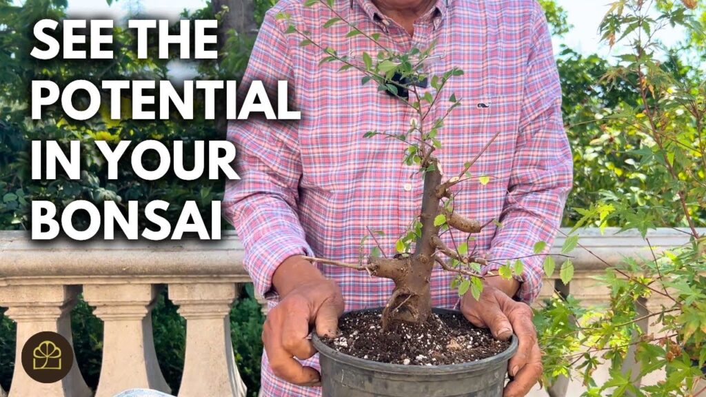 Nursery Tree Bonsai: Start Maple & Elm Bonsai from Nursery Stock